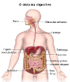 Ilustración: The Digestive System (NIH NIDDK, 2017 3) 