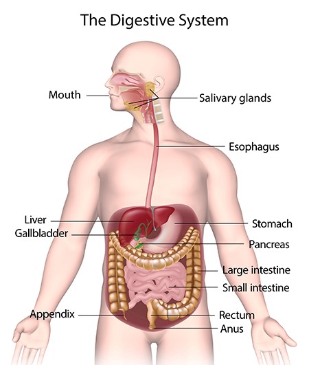 Ilustración: The Digestive System (NIH NIDDK, 2017 3)